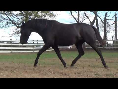 gelding by EH Buddenbrock $14,800foaled2016purebred Trakehner