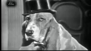 Elvis Presley - Hound Dog (The Steve Allen Show)