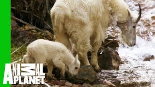 Baby Mountain Goat Learns To Follow In His Mother&#39;s Footsteps | North America