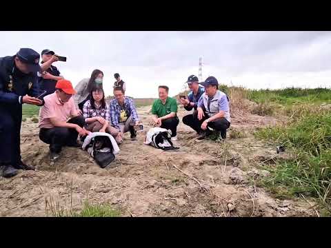 114年3月4日草鴞野放- 2