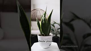 #shorts low light plants for dorm rooms ideas | best plants for college students