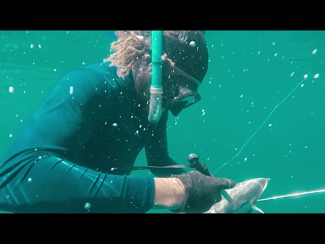 Jamaicawild life . Barracuda attack Jamaica