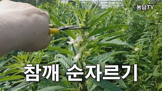 참깨 순자르기-실패에서 더 많은 것을 배우게 됩니다.
