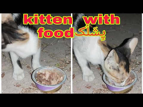 Kitten eating part2 amazing  video Annimals raji dewan گُربگ  گُلّّڑ  وراکی ورگ