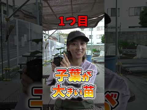 もっとキュウリを手に入れる方法