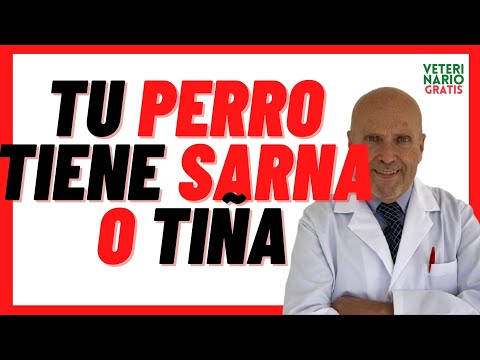 🔴 How to know if my Dog has MANGE or FUNGI (RINGING, ROCK) 🔴 Diagnosis Symptoms, How to remove 2021