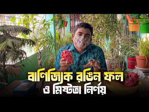বাণিজ্যিক রঙিন ফল ও মিষ্টতা নির্ণয়- Colorful Exotic Fruits and TSS