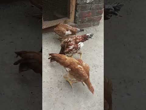 Cute Hens | Murgiaan Moments with Umm e Habibah Part 3