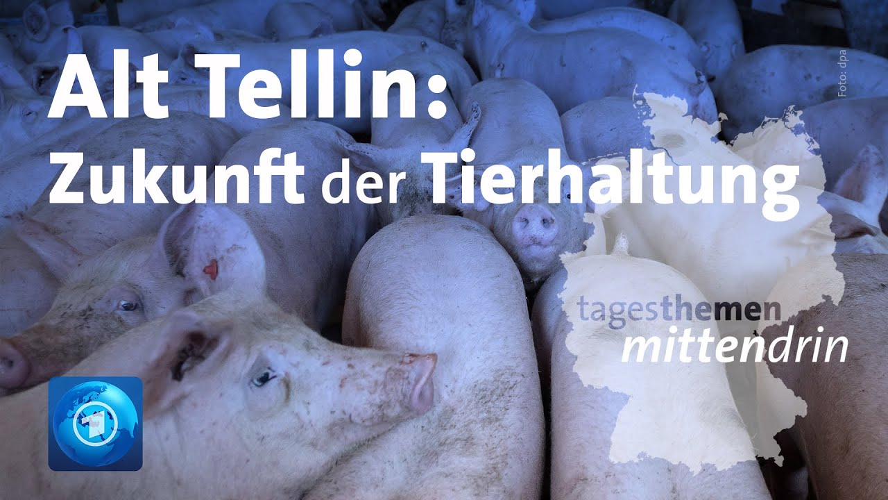 Alt Tellin: Zukunft der Massentierhaltung | tagesthemen mittendrin