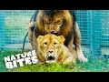 Lions Mating And Parenting Rituals Nature Bites