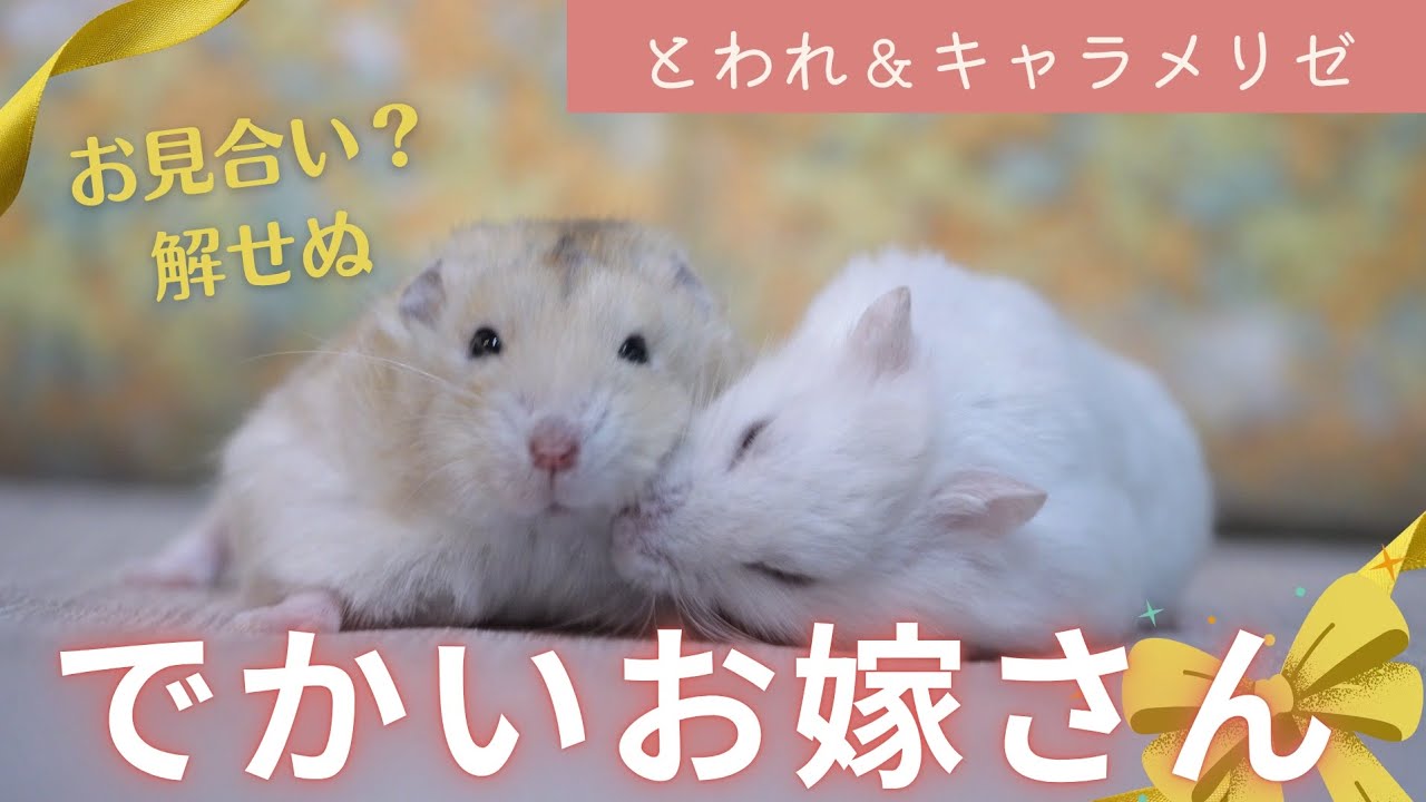 ​【衝撃の体格差】ハムスター1匹分デカいお嫁さん。お見合いの行方が不安…！？～ジャンガリアンハムスター