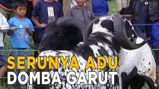 Download lagu Melihat pertempuran pada domba dalam mencari jawara adu domba | JELAJAH mp3