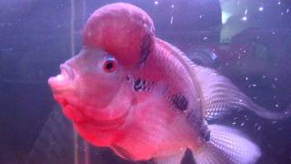 srd getting better after gravel vacuum accident lol