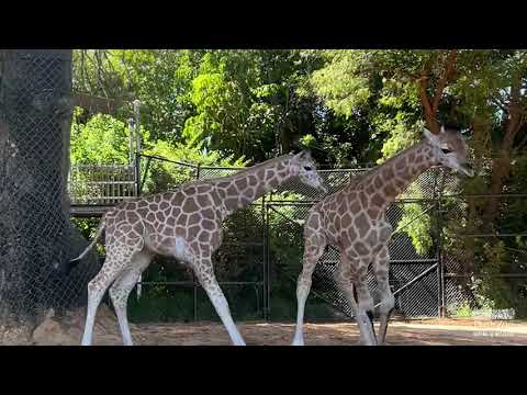 Giraffe Calves Akiki And Zahara Made Their Debut At The Perth Zoo And It's The Most Adorable Video You'll Watch Today