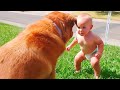 Cute Babies Playing With Dogs Compilation | Baby and Dogs Funny Videos - Dog videos