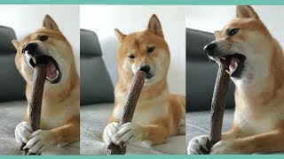 My Dog Cleaning his own Teeth || A Shiba Inu Enjoying his Huge Antler || Hero the Shiba inu