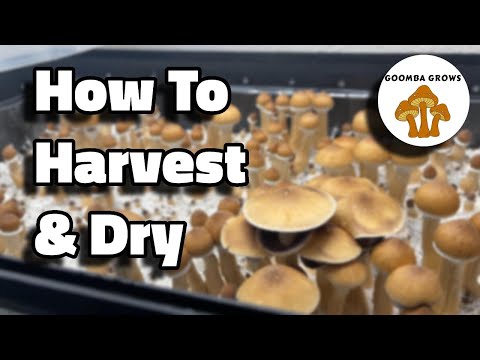 How To HARVEST And DEHYDRATE Your Mushrooms