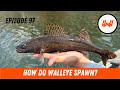 Video Thumbnail for Episode 97 // What Happens After You Release A Fish ft. Chris Somers