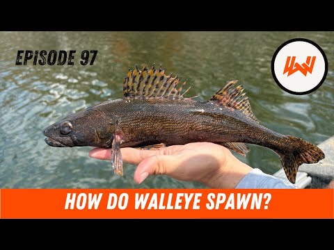 Episode 97 // What Happens After You Release A Fish ft. Chris Somers