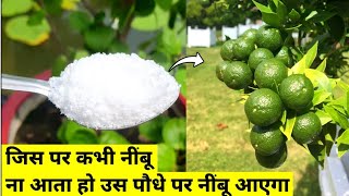 कभी नींबू ना आता हो उस पौधे पर नींबू आएगा | Best Fertilizer For Lemon Plant | Home Garden