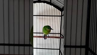 Download lagu Cucak Ijo Trotol Gacor mp3