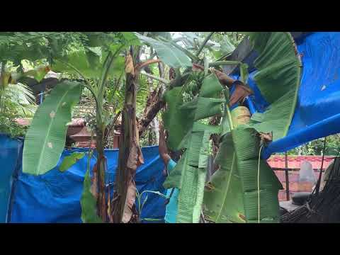 Banana Harvesting /Sheeja/As vlogs