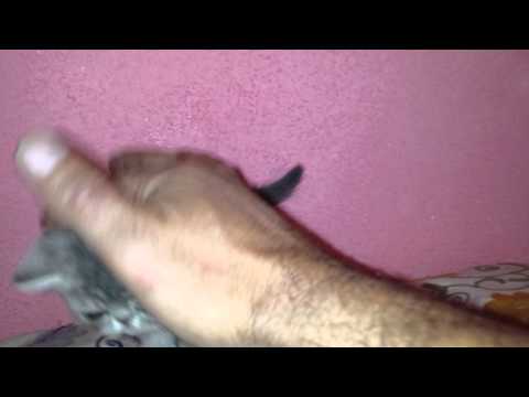 gatos ecoticos del amor brujo 11(7)