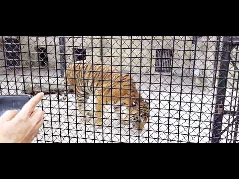 বাপরে, বাঘ মানুষের গন্ধ পেয়ে কি গর্জন করছে 😳😳 @mithiapu4526 #viral