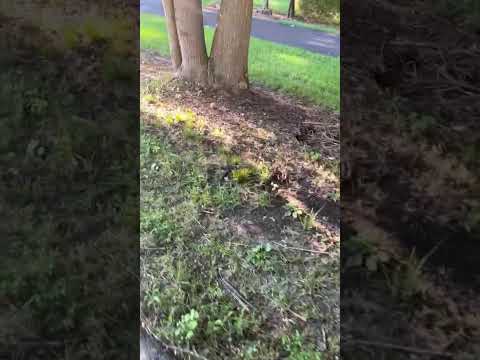 Salazar A Landscaper project video
