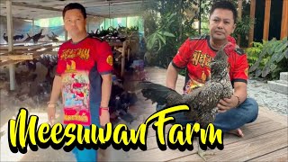 Download lagu Mesuwan Farm, Gudangnya Ayam Pama Berkualitas mp3