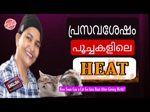 Know About The Heat And Breeding Of Cats After Delivery | Reproductive Health @NANDAS pets&us