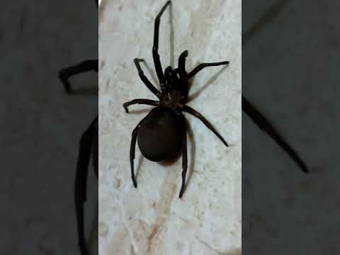 Sicarius Hahni, Spider found in my washroom