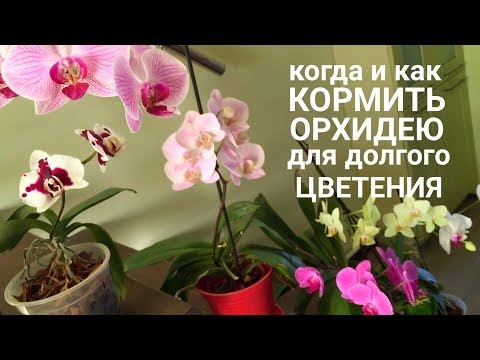 Когда и как кормить ОРХИДЕЮ чтобы цвела орхидея дольше и пышнее Video