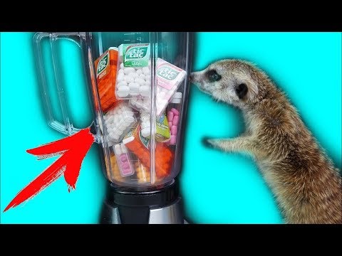 WHAT IF I BLEND ALL TIC TAC TASTES!? NEW SMOOTHIES FOR MY MEERKAT !! Video