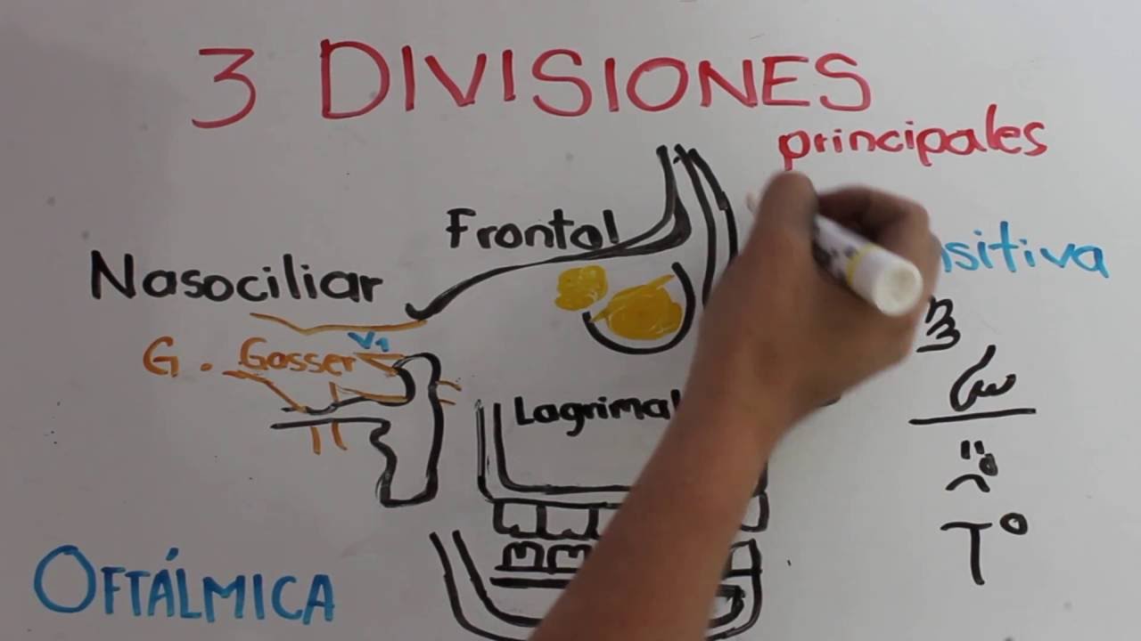 V PAR CRANEAL. NERVIO TRIGEMINO