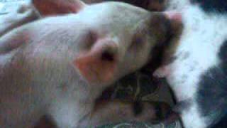 preview picture of video 'Amazing Dalmatian dog breastfeeds the pig'