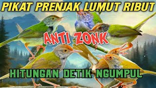 Download lagu Audio Pikat Prenjak Lumut |Paling Ampuh Terbaru 2024 Dalam Hitungan Detik Langsung Ngumpul‼️ mp3