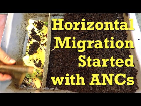 ANC worms after 200 days composting plus 6 weeks foraging - vermicompost