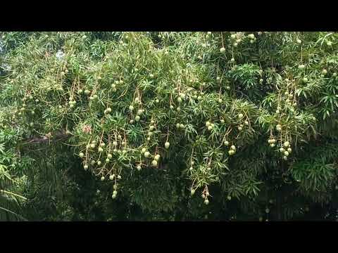 Mango 🥭#travel #nature #seychelles