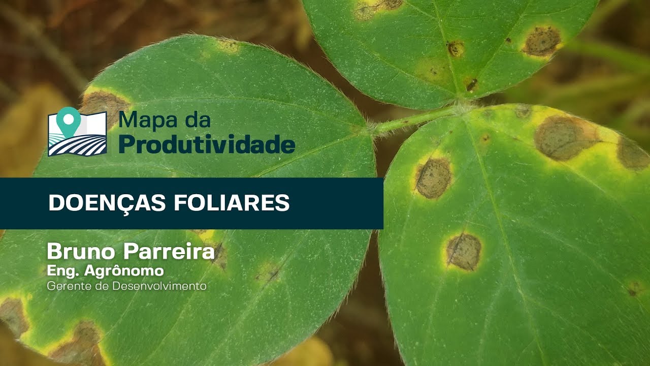 #6 Ferrugem e Mancha-alvo: saiba como identificar e manejar essas doenças!