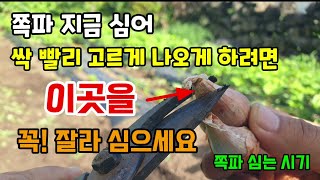 쪽파지금심어 쪽파싹 빨리고르게 나오게하려면 여기를 꼭 잘라심으세요 쪽파심는방법 쪽파심는시기