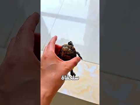شوفوا عملت إيه مع السمكة والسلحفاة! 😂