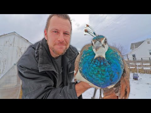 download lagu mp3 mp4 Pretty Farm Names, download lagu Pretty Farm Names gratis, unduh video klip Pretty Farm Names