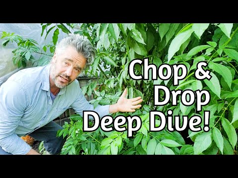 Elder Pruning: Syntropic Ag and Chop and Drop Ideas
