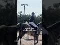 This Quote STICKS With Me Horse Equestrianjourney Trend Equestrian