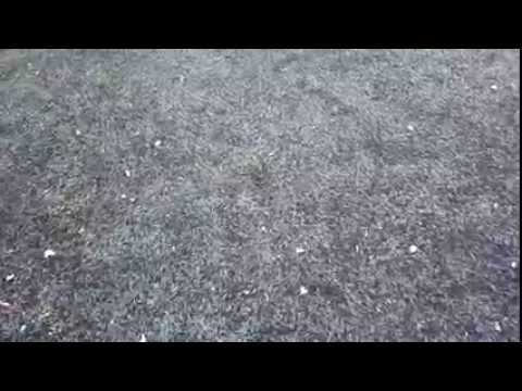 Standard Służew-Kociaki