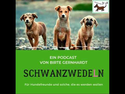 36 gelber Hund - Programm - Schwanzwedeln