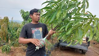 Download lagu ide bagus cangkok susu mangga di pot mp3