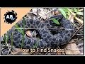 How To Find Snakes! Primitive Tim : AnimalBytesTV ...