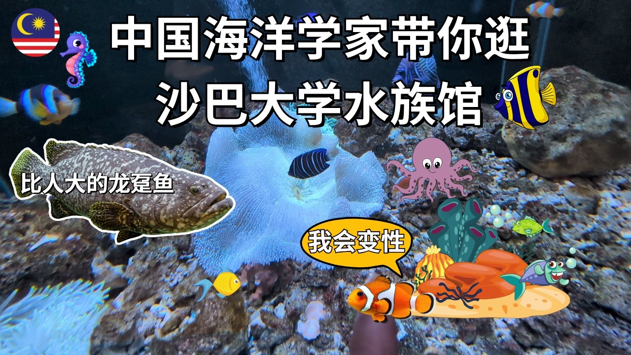带中国顶级海洋生物学家来沙巴大学水族馆！苏眉、龙趸、龙虎斑、护士鲨~珊瑚白化危机严重？Nemo竟然会变性？海龟睡午觉太可爱！沙巴吃苏眉合法？